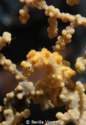 Pygmy seahorse, Seraya, Indonesia by Benita Vincent 